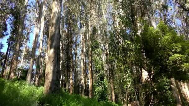 Forêt Dans Sigmund Stern Recreation Grove San Francisco 2019 — Video