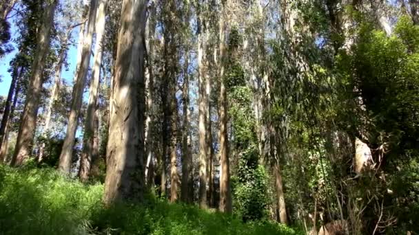 Forêt Dans Sigmund Stern Recreation Grove San Francisco 2019 — Video