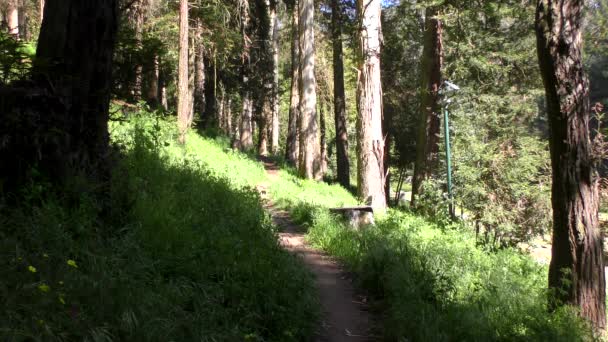 Forêt Dans Sigmund Stern Recreation Grove San Francisco 2019 — Video