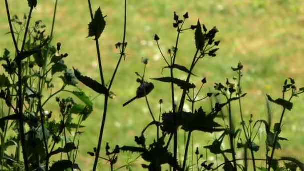 Small Bird Forest Sigmund Stern Recreation Grove San Francisco 2019 — Vídeos de Stock