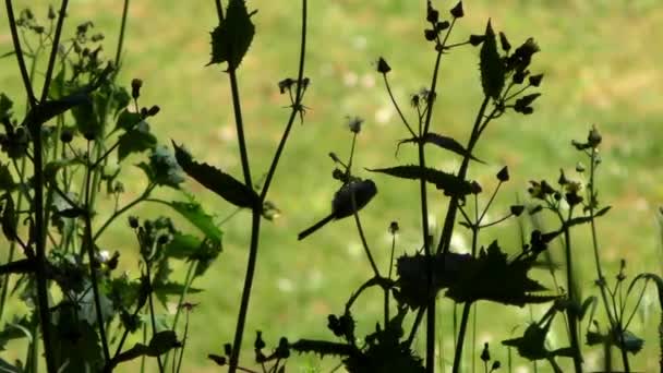 Petit Oiseau Dans Forêt Bosquet Récréatif Sigmund Stern San Francisco — Video