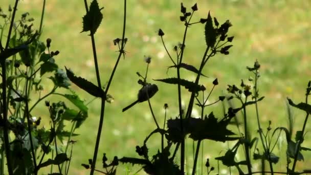 Petit Oiseau Dans Forêt Bosquet Récréatif Sigmund Stern San Francisco — Video