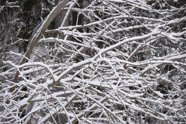 Kış ormanında karla kaplı ağaçlar