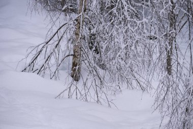Kış ormanında karla kaplı ağaçlar