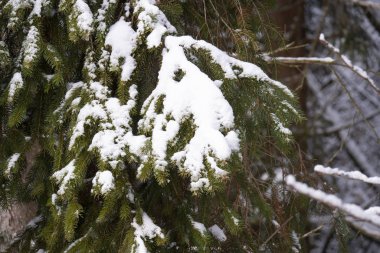 Kış ormanında karla kaplı ağaçlar