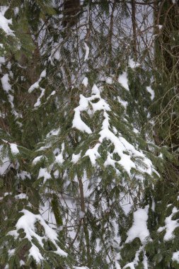 Kış ormanında karla kaplı ağaçlar
