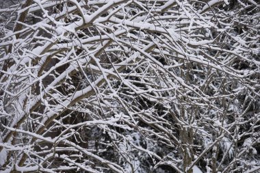 Kış ormanında karla kaplı ağaçlar
