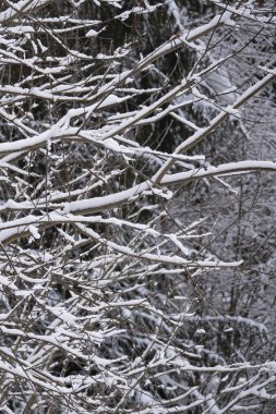 Kış ormanında karla kaplı ağaçlar