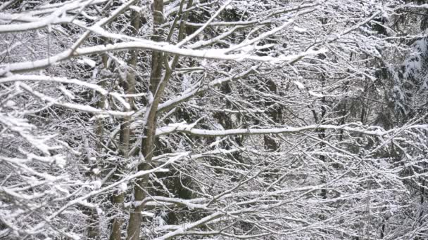 Árvores Cobertas Neve Floresta Inverno — Vídeo de Stock