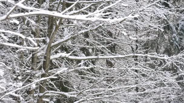 Árboles Cubiertos Nieve Bosque Invierno — Vídeos de Stock