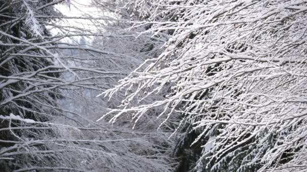 Árboles Cubiertos Nieve Bosque Invierno — Vídeos de Stock