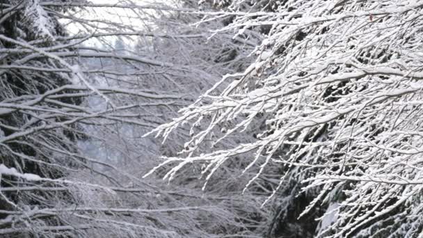 Árvores Cobertas Neve Floresta Inverno — Vídeo de Stock