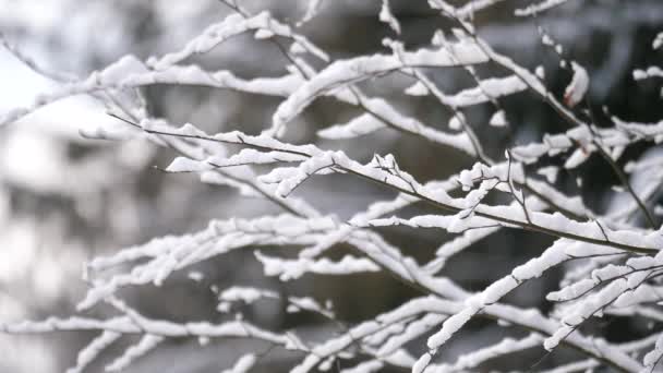 Árboles Cubiertos Nieve Bosque Invierno — Vídeos de Stock