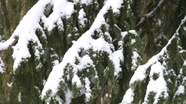 Árvores Cobertas Neve Floresta Inverno — Vídeo de Stock