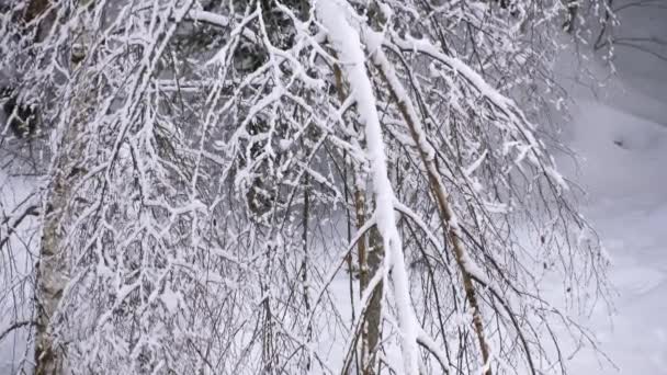 Árvores Cobertas Neve Floresta Inverno — Vídeo de Stock