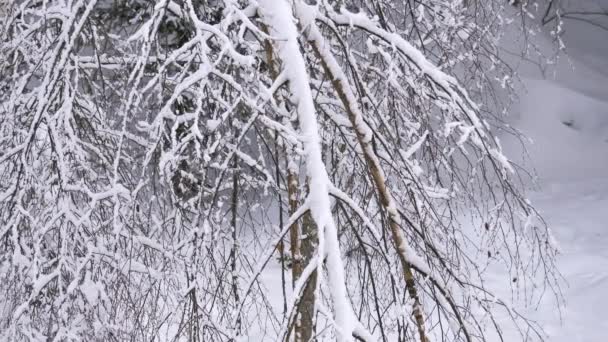 Árvores Cobertas Neve Floresta Inverno — Vídeo de Stock