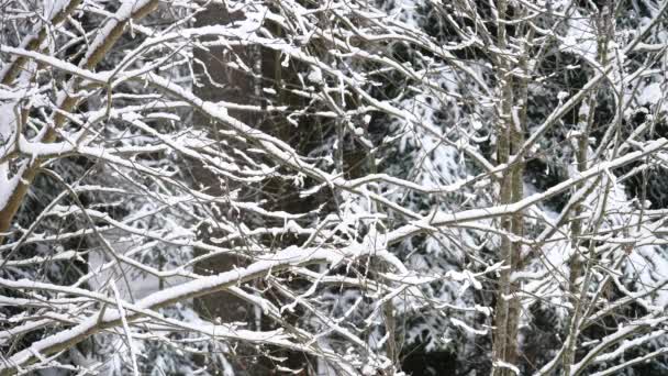 Schnee Bedeckte Bäume Winterwald — Stockvideo