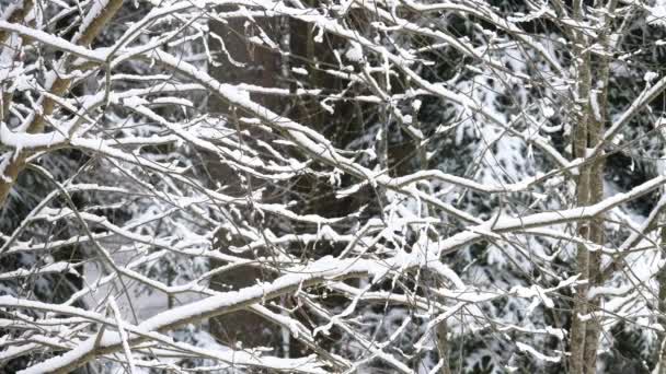 Árvores Cobertas Neve Floresta Inverno — Vídeo de Stock