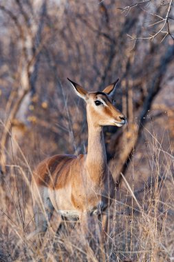 Güney Afrika Kruger Ulusal Parkı 'nda İmpala Antilopları