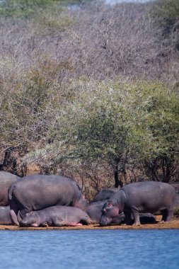 Botswana 'daki Chobe Ulusal Parkı' nda nehrin suyunda su aygırı var..