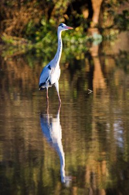 Sudaki beyaz balıkçıl
