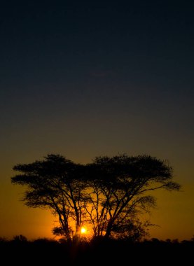 Güney Afrika 'daki Kruger Ulusal Parkı' nda Afrika gün batımı