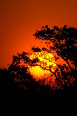 Güney Afrika 'daki Kruger Ulusal Parkı' nda Afrika gün batımı