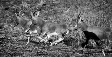 Güney Afrika Kruger Ulusal Parkı 'nda İmpala Antilopları 
