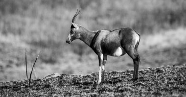 Güney Afrika Kruger Ulusal Parkı 'nda İmpala Antilopları 