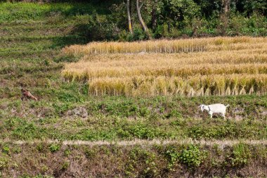 Nepal 'in Bungamati köyünde teraslı, ekili yamaçlar.