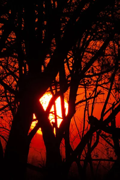 Pôr Sol Africano Parque Nacional Kruger África Sul — Fotografia de Stock