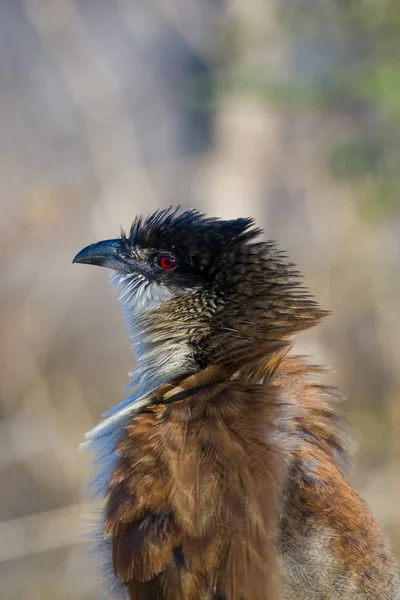 Burchells Coucal Centropus Burchelli Parque Nacional Kruger África Sul — Fotografia de Stock