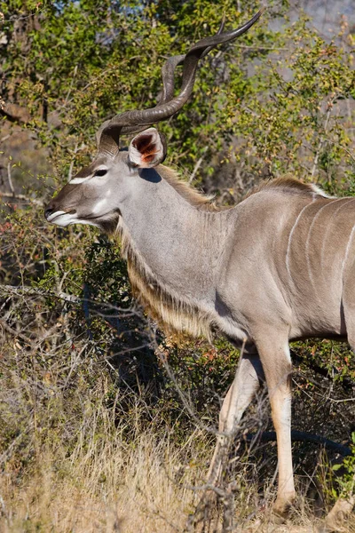 Närbild Bild Bild Vacker Impala Antilop Kruger Nationalpark Botswana — Stockfoto