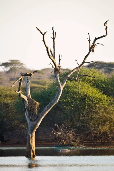 Prachtig Uitzicht Natuur Scene — Stockfoto