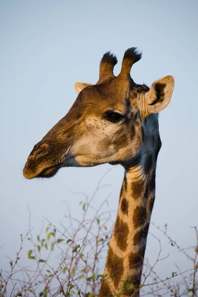 Giraffa Nel Kruger National Park Sud Africa Una Delle Più — Foto Stock
