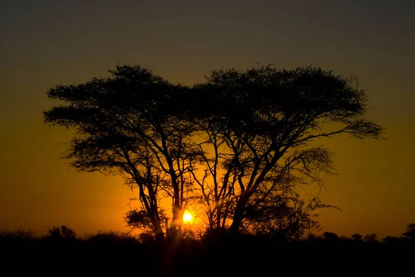 Pôr Sol Africano Parque Nacional Kruger África Sul — Fotografia de Stock