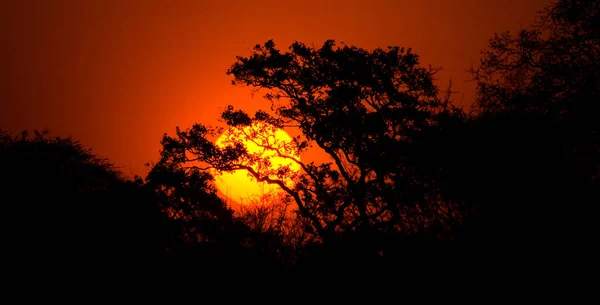Αφρικανικό Ηλιοβασίλεμα Στο Εθνικό Πάρκο Kruger Νότια Αφρική — Φωτογραφία Αρχείου