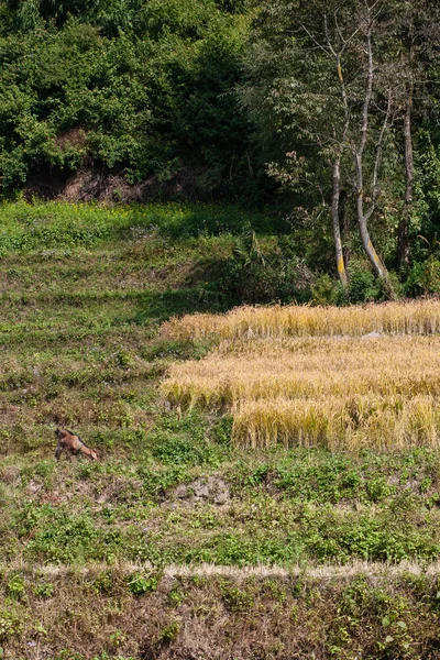 Terrasse Colline Cultivée Dans Village Bungamati Népal — Photo