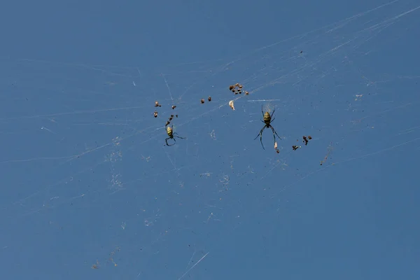 蓝天背景上的蜘蛛网 — 图库照片