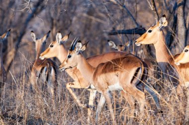 Güney Afrika Kruger Ulusal Parkı 'nda İmpala Antilopları