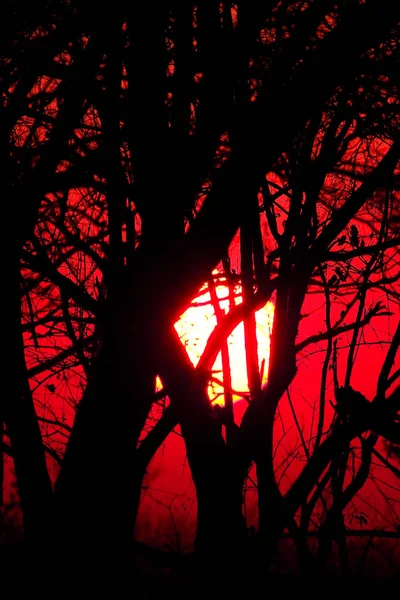 Αφρικανικό Ηλιοβασίλεμα Στο Εθνικό Πάρκο Kruger Νότια Αφρική — Φωτογραφία Αρχείου
