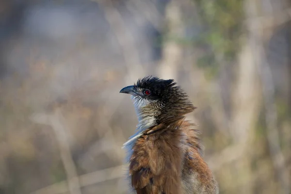 Burchells Coucal Centropus Burchelli ในอ ทยานแห งชาต เกอร แอฟร กาใต — ภาพถ่ายสต็อก