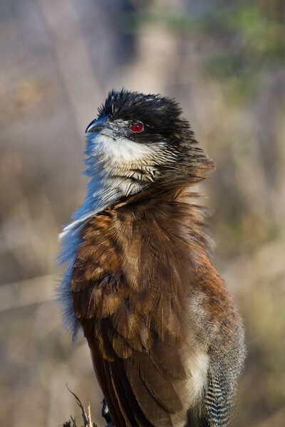 Burchells Coucal (Centropus burchelli) in the Kruger National Park, South Africa
