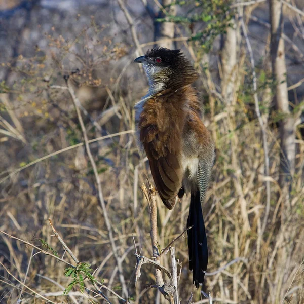 Burchells Coucal Centropus Burchelli Parque Nacional Kruger África Sul — Fotografia de Stock