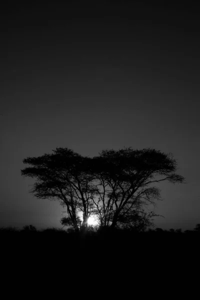 Pôr Sol Africano Parque Nacional Kruger África Sul — Fotografia de Stock