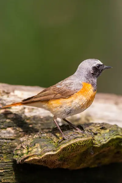 Gros Plan Petit Oiseau Sur Arbre — Photo