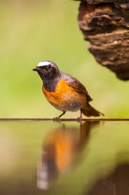 Göletteki küçük kuşun yakın çekimi