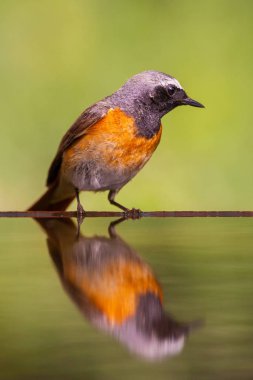 Göletteki küçük kuşun yakın çekimi