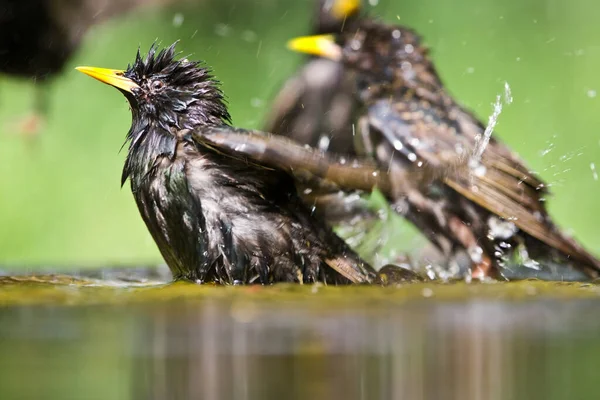 Gros Plan Petits Oiseaux Dans Étang — Photo