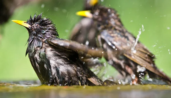 Close Pequenos Pássaros Uma Lagoa — Fotografia de Stock